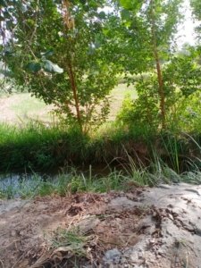 Rahim Yar Khan - Handpump - 21027c